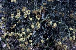 Image of guayule