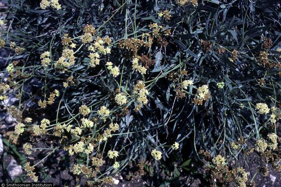 Image of guayule