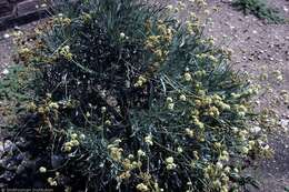 Image of guayule