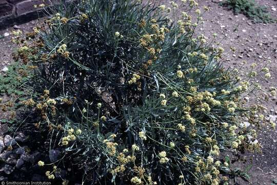 Image of guayule