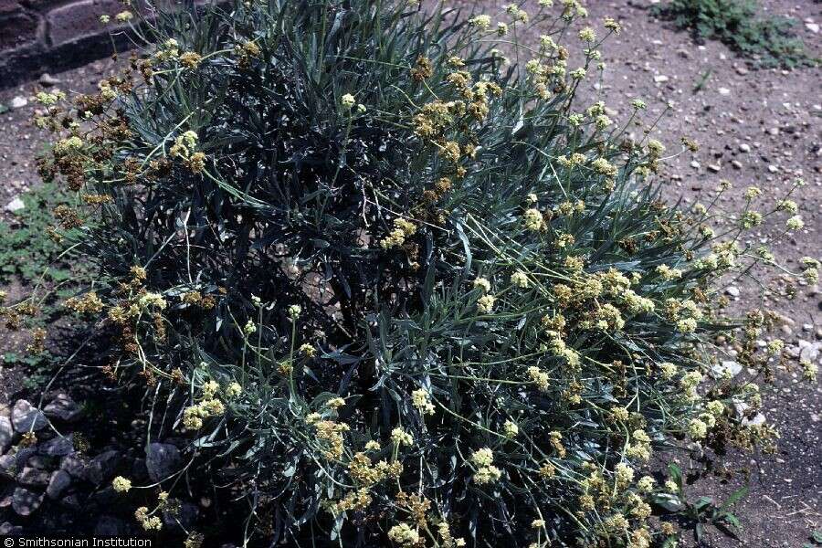 Image of guayule