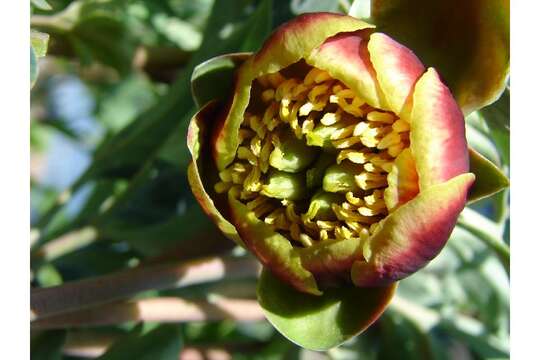 Image of Brown's peony