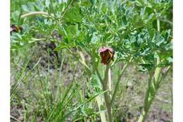 Paeonia brownii Dougl. resmi