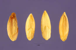 Panicum bulbosum Kunth resmi