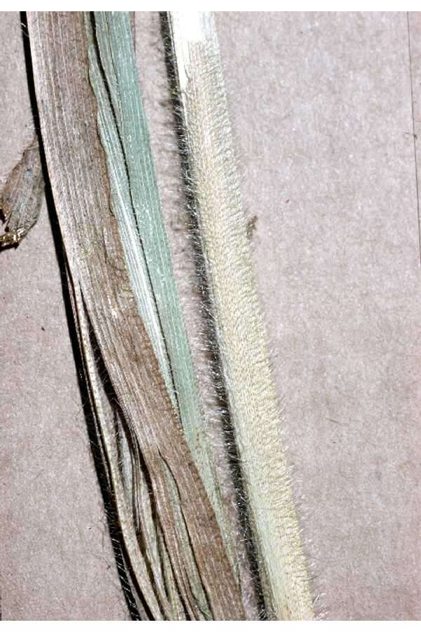 Image of witch grass