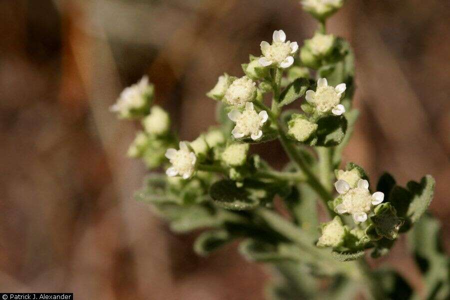 Image of Gray's feverfew