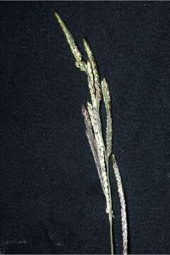 Panicum dichotomiflorum Michx. resmi