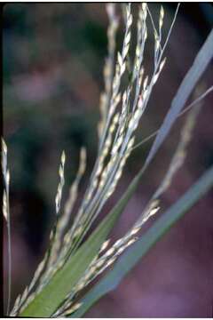 Panicum dichotomiflorum Michx. resmi