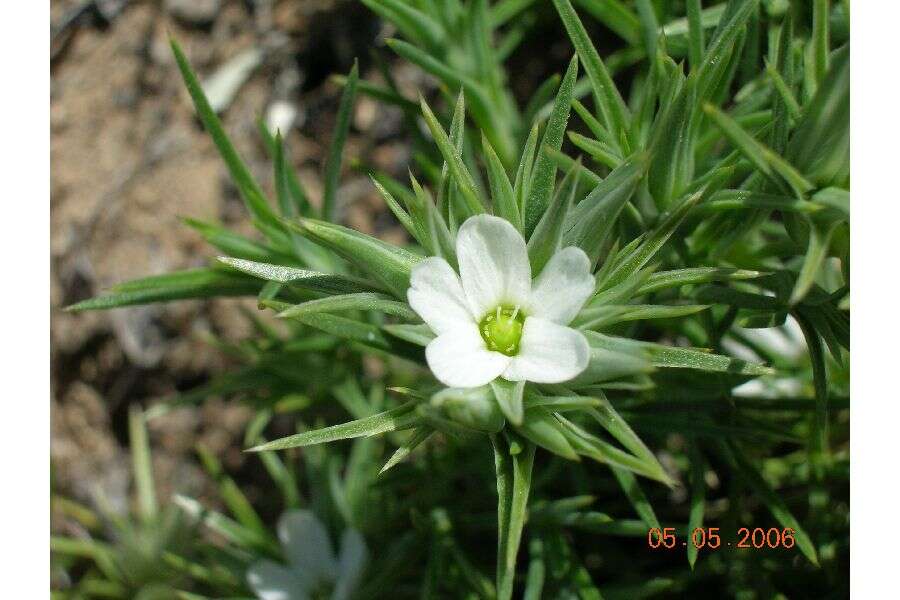 Image of Franklin's sandwort