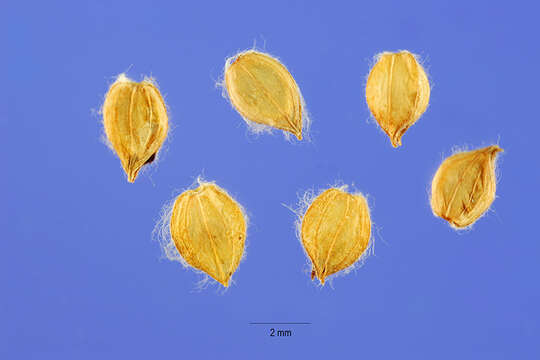 Image of dallisgrass