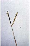 Image of Buffalo Quick Paspalum