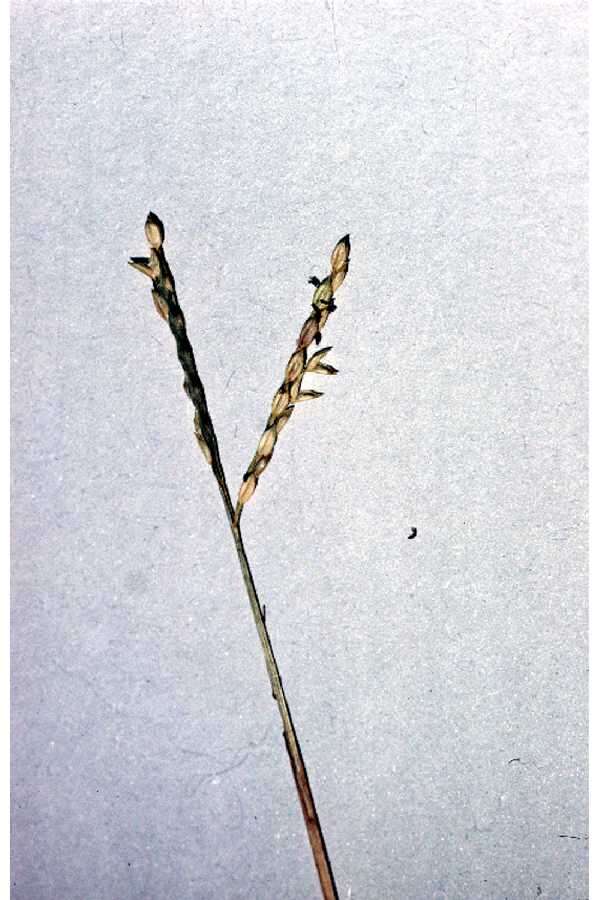 Image of Buffalo Quick Paspalum