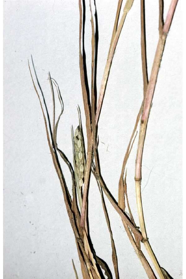 Image of Buffalo Quick Paspalum