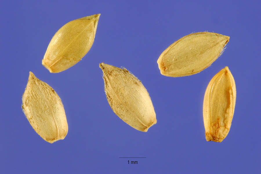 Image of Buffalo Quick Paspalum