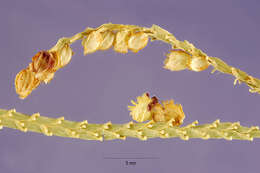 Image of Panama Crown Grass