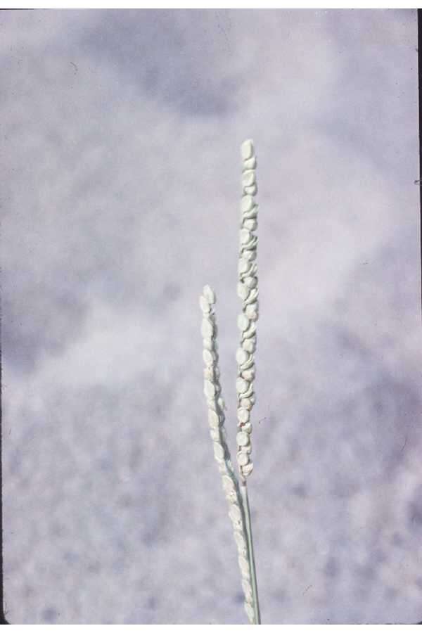 Imagem de Paspalum floridanum Michx.