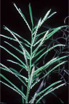 Image of Horse-Tail Crown Grass