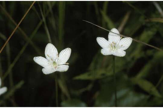 Image of fen grass of Parnassus