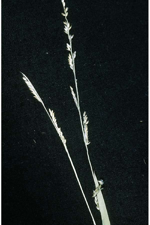 Panicum hemitomon Schult. resmi