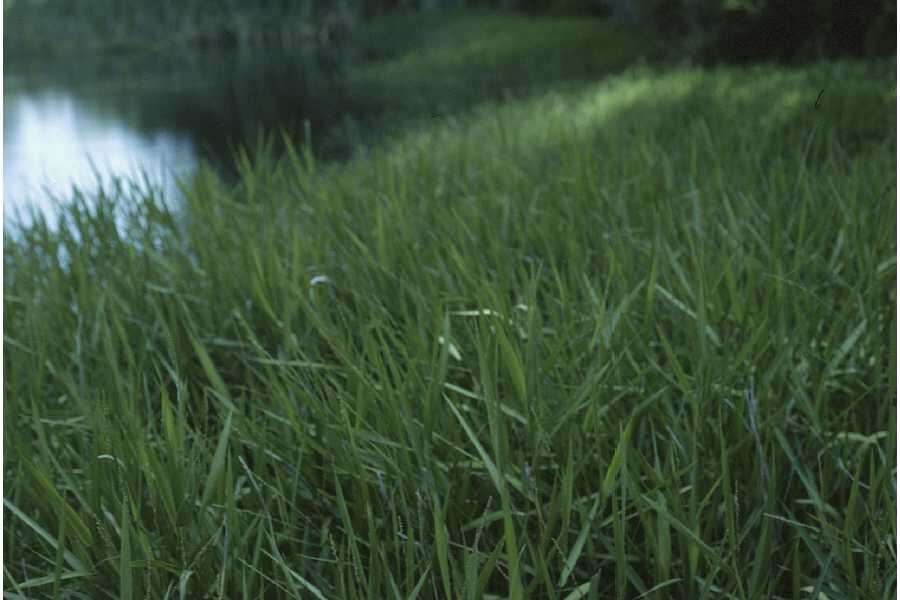 Plancia ëd Panicum hemitomon Schult.