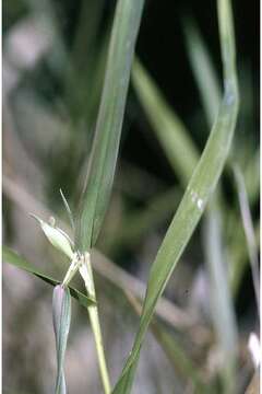 Panicum hemitomon Schult. resmi