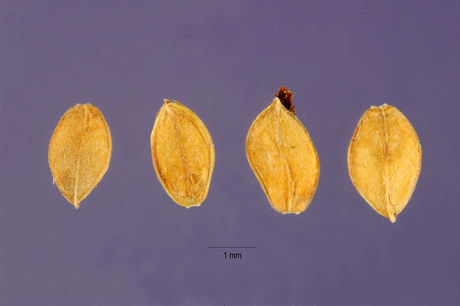 Image of intermediate paspalum