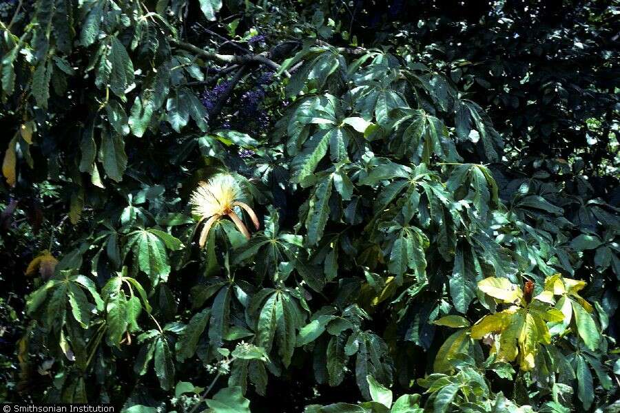 Image of wild chestnut