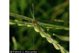 Image of field paspalum