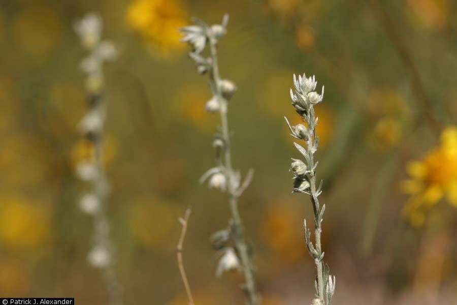 Image of prairie sagewort