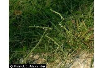 Image of field paspalum