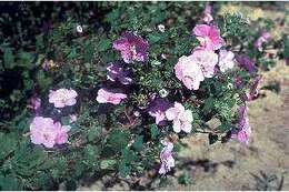 Image of Texas swampmallow