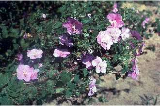 Image of Texas swampmallow