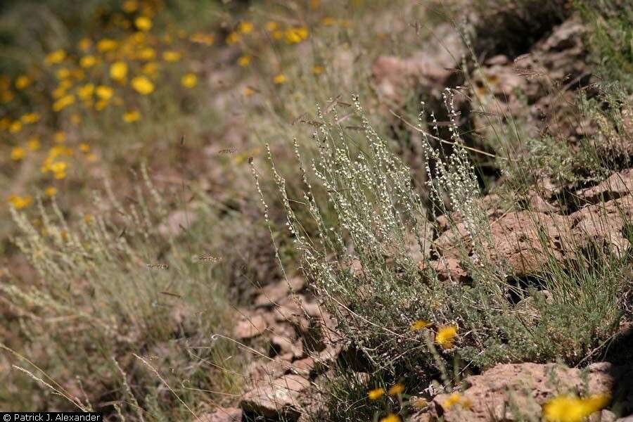 Слика од Artemisia frigida Willd.