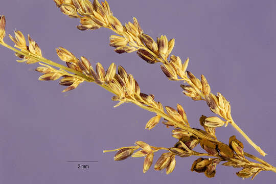 Image of Lax Gaping Grass