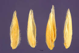 Imagem de Panicum acuminatum var. longiligulatum (Nash) Lelong