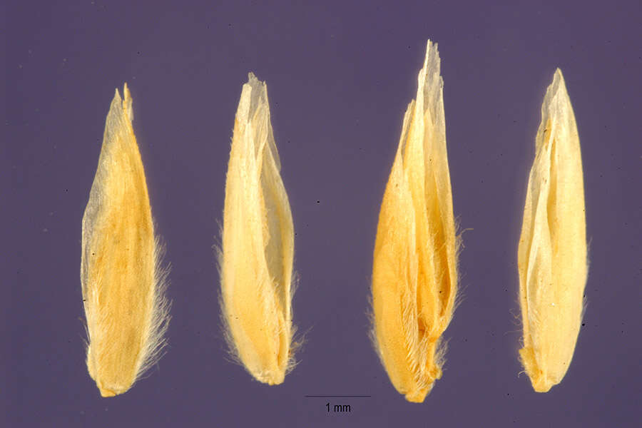 Imagem de Panicum acuminatum var. longiligulatum (Nash) Lelong