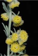 Image of prairie sagewort