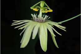 Image of yellow passionflower