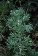 Image of prairie sagewort