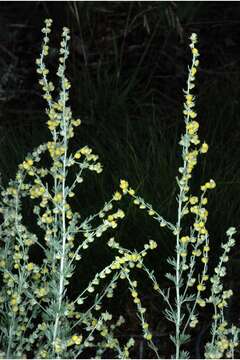 Image of prairie sagewort