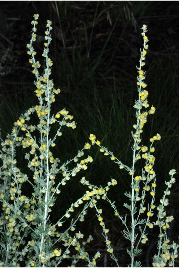 Image of prairie sagewort