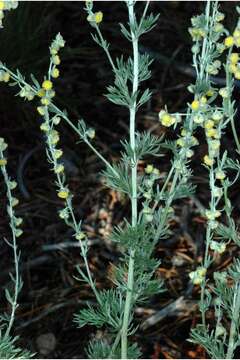 Слика од Artemisia frigida Willd.