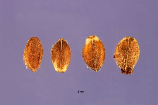 Image of ribbed paspalum