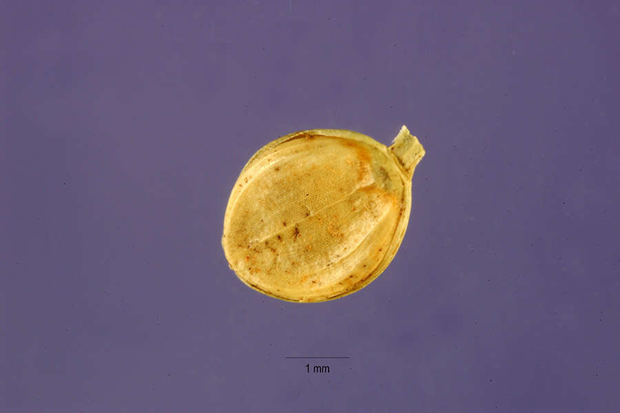 Image of ribbed paspalum