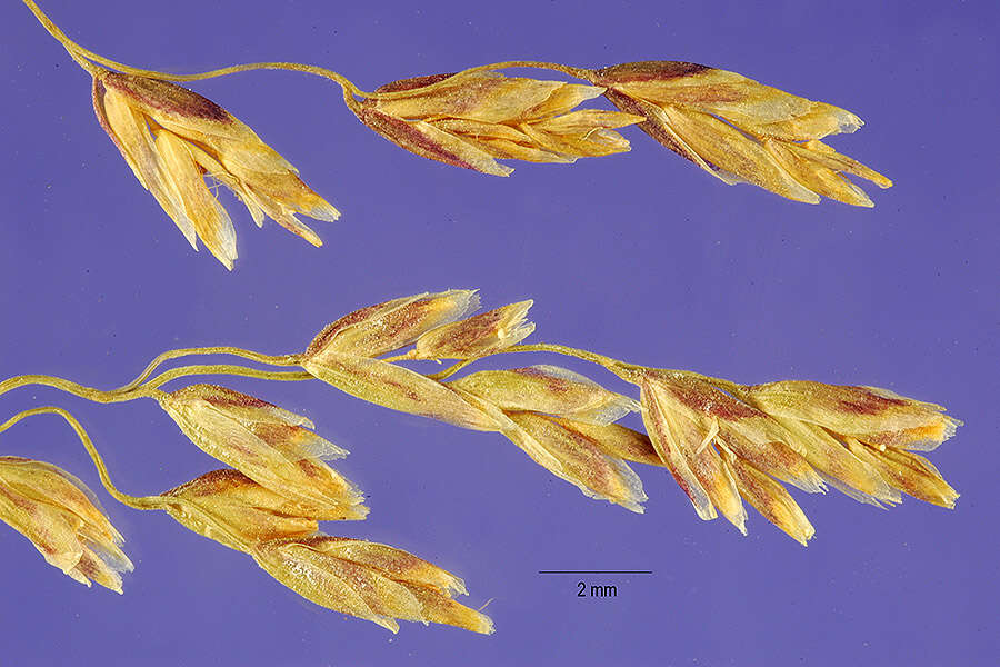 Image of pendantgrass