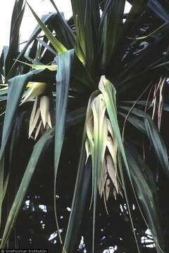 Image de Pandanus