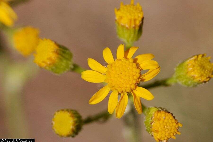 Image of New Mexico groundsel