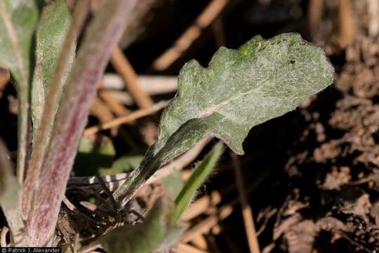 Image of New Mexico groundsel