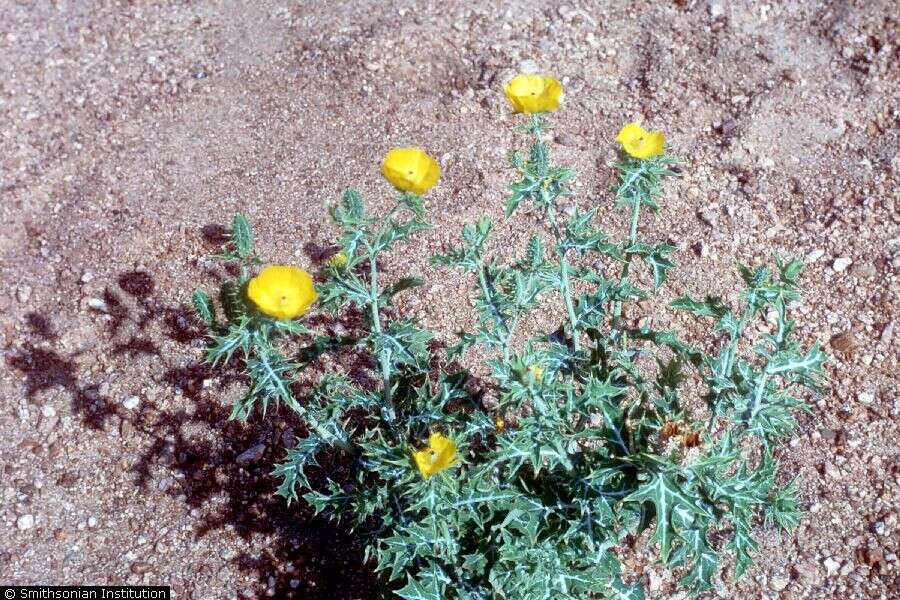 Image of pricklypoppy