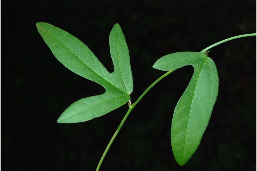 Imagem de Passiflora pallida L.